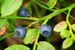 bilberry huckleberry