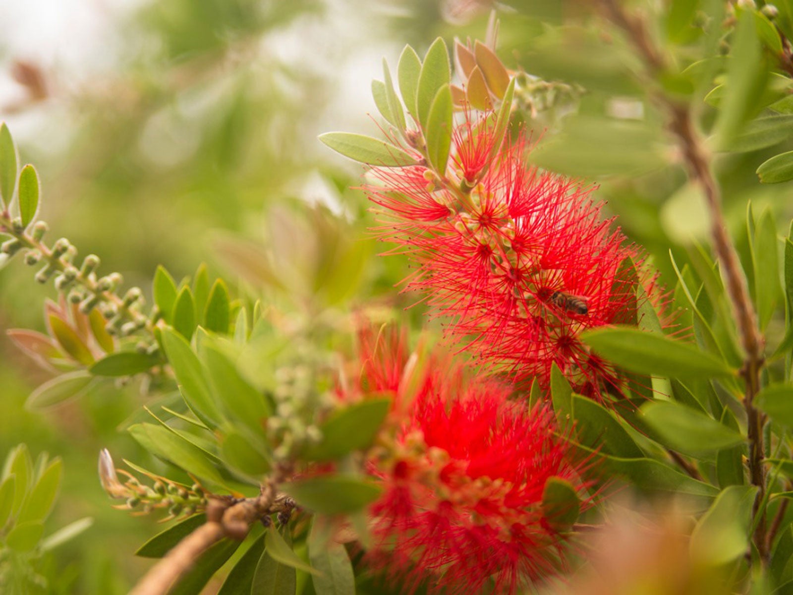 Bottlebrush Plant Pruning And Care How To Grow A Bottlebrush