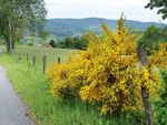 Yellow Flowered Sweet Broom Shrub In The Landscape