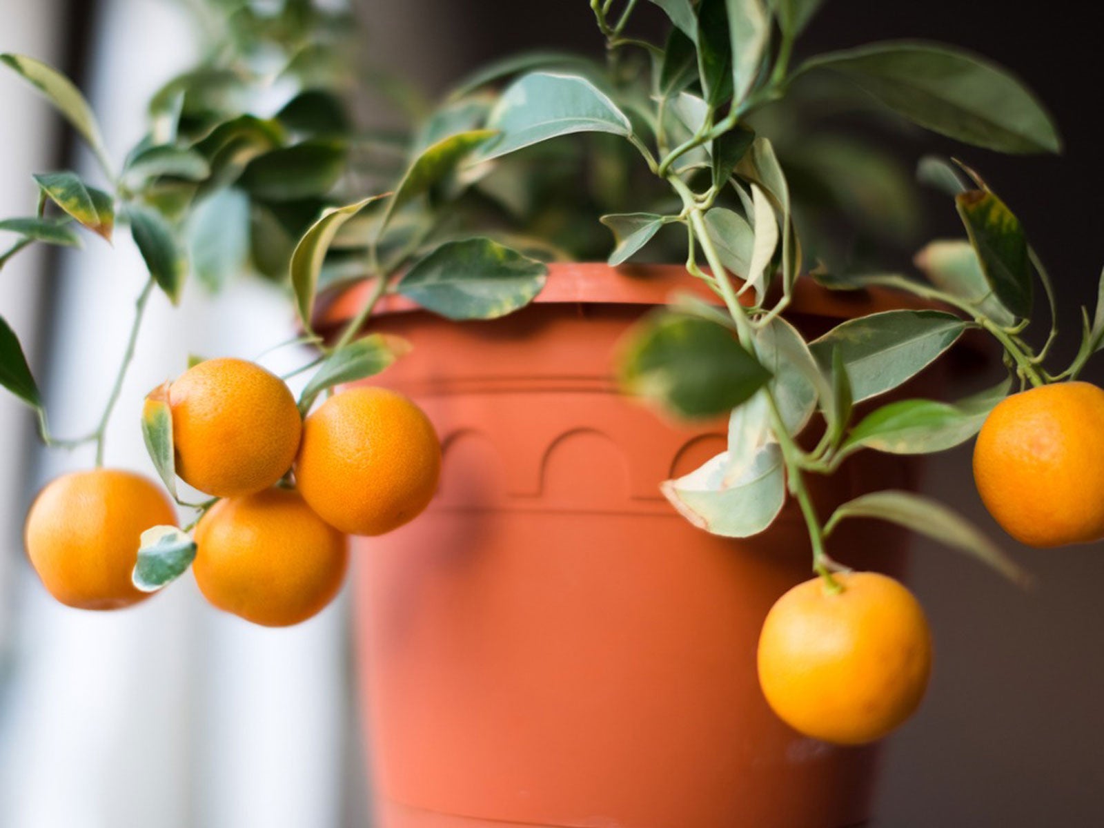 Malé kulaté oranžové plody čínského stromu