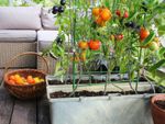 Vegetable Garden With Basket Full Of Tomato