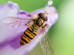 Close Up Of Hover Fly