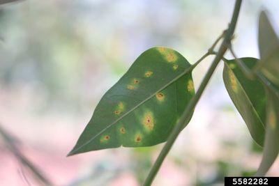Jasmine Plant Leaf With Disease Spots