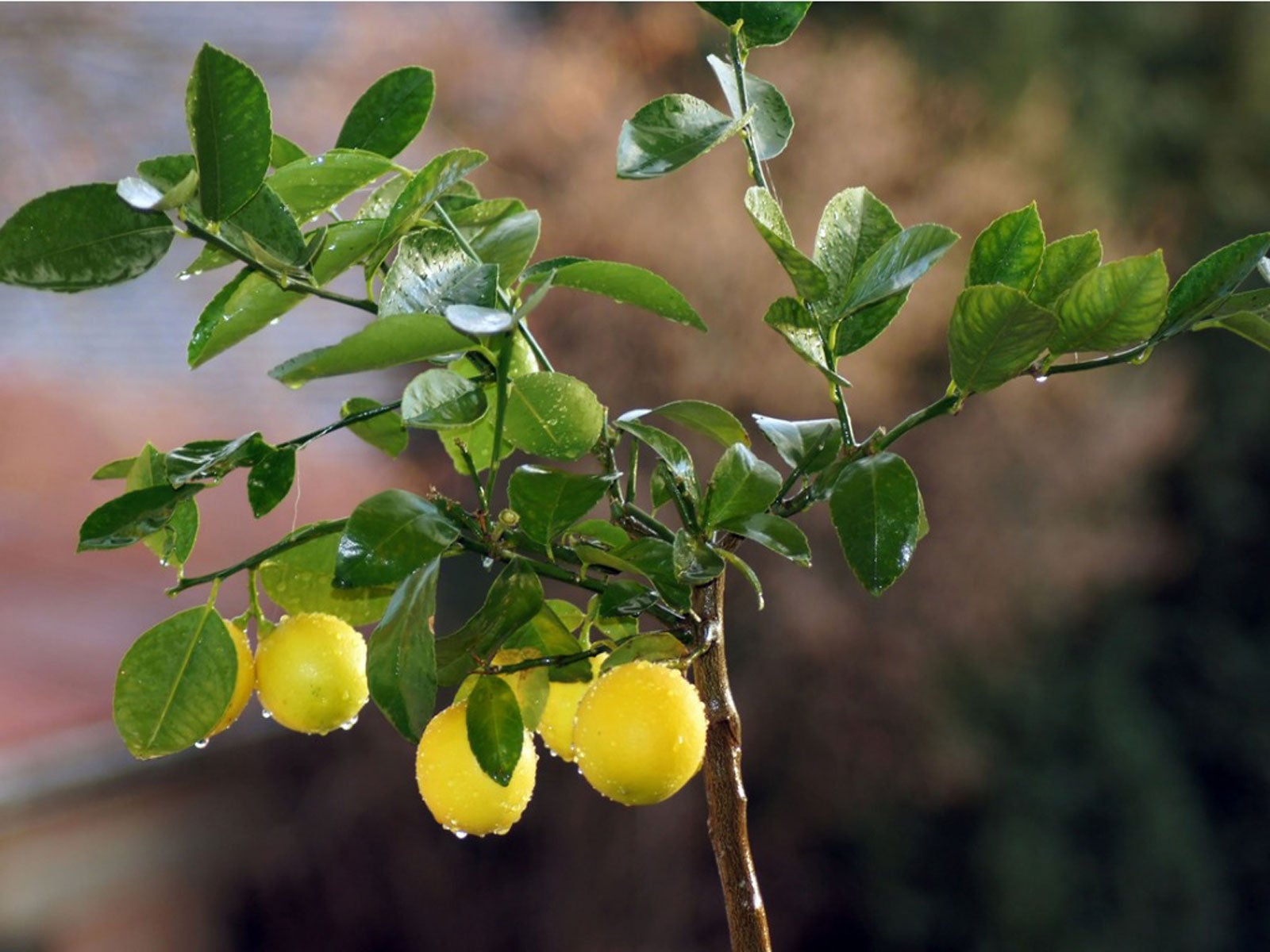 Seedling & sprout variegated lemon tree no fruit