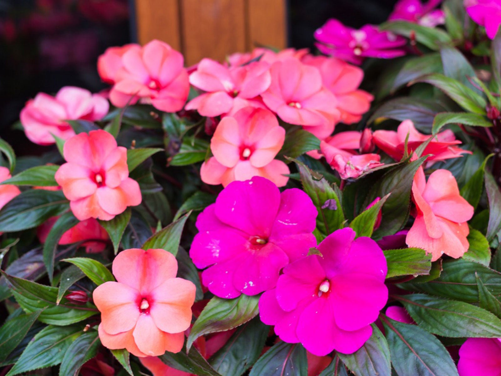 how to grow new guinea impatiens - care for new guinea impatiens