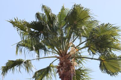 Large Cabbage Palm Tree