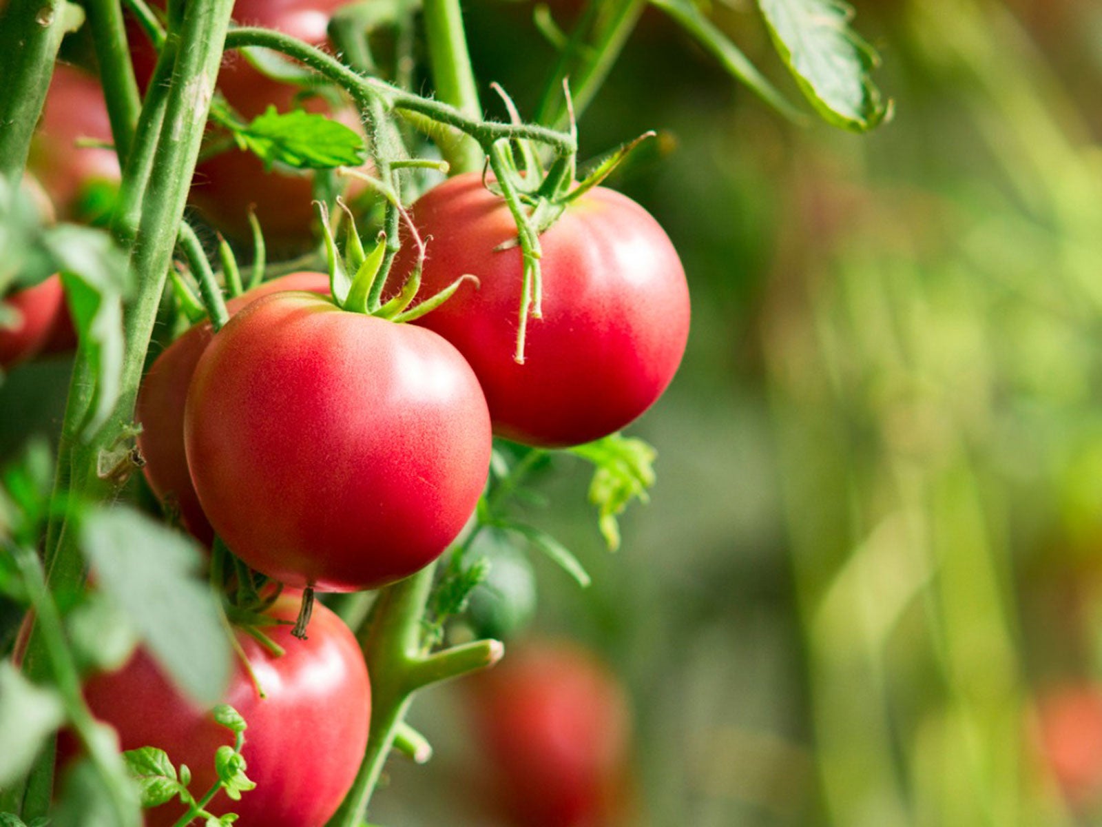 Survive High Temperatures in Australia! Growing Tomatoes During Heatwaves - Tips & Suggestions