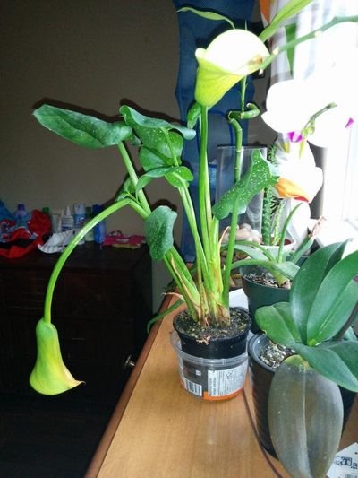 How to Prune Calla Lilies? 