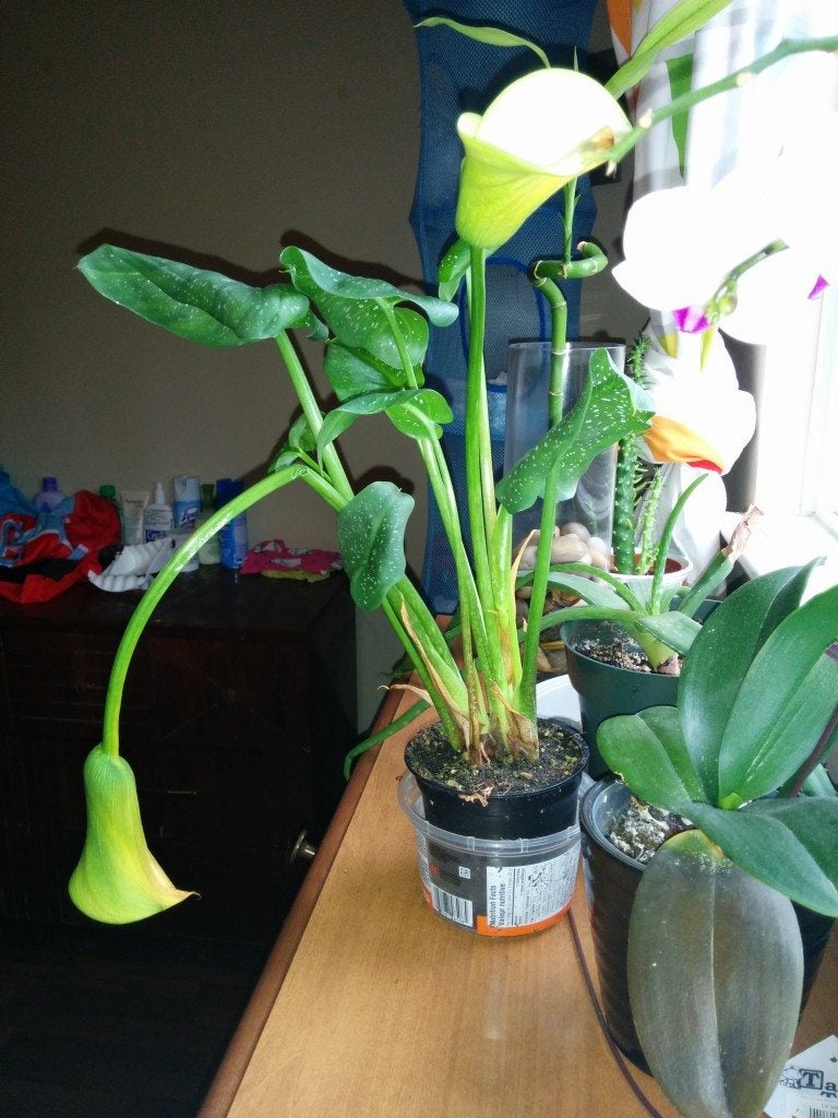 Drooping Calla Lilies How To Fix