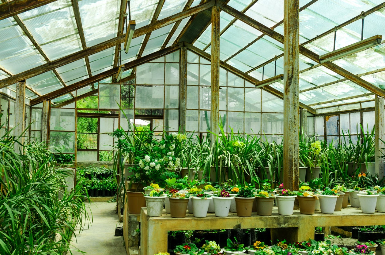 Garden plant greenhouse