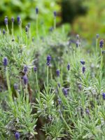 French Herb Plants