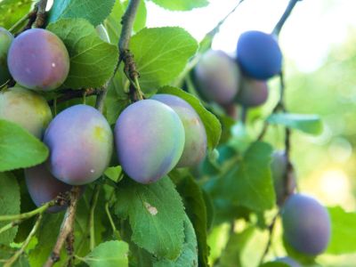 Que ameixeiras produzem frutos que amadurecem no outono