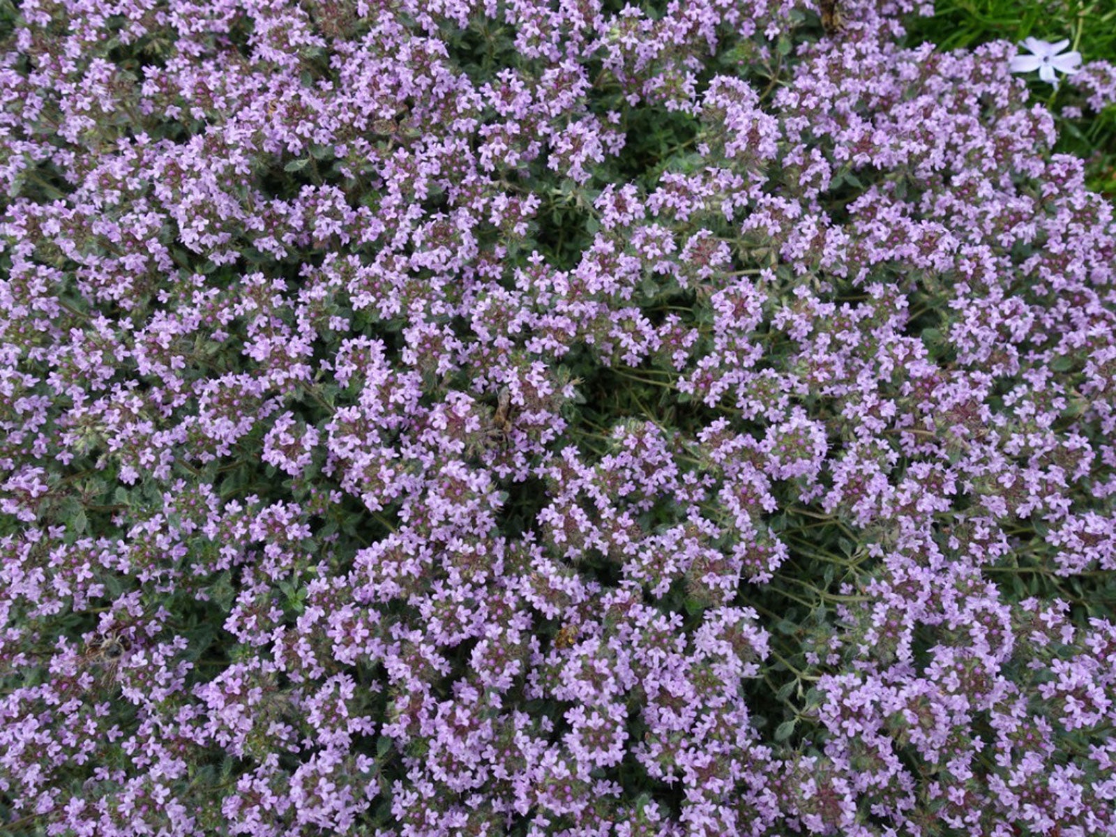 How To Grow Woolly Thyme Plants, Wooly Thyme Ground Cover Seeds