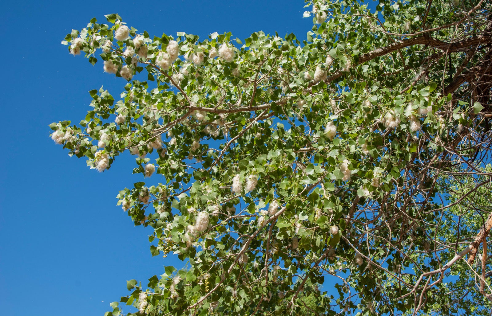 Cottonwood Tree In Spring