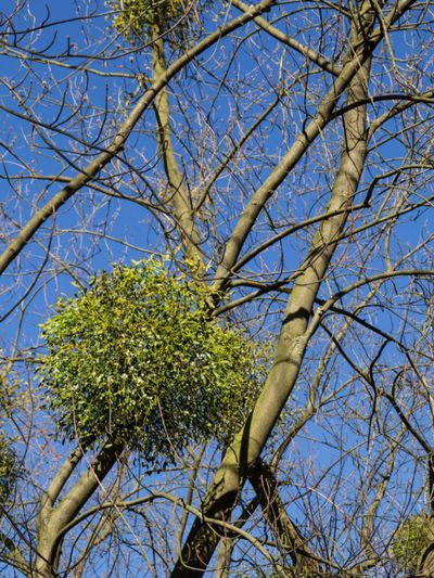 Mistletoe Plant In Large Tree