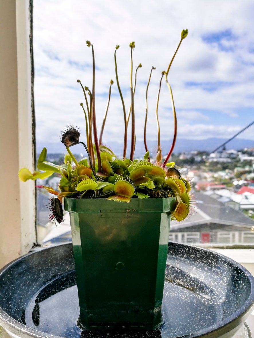 How often do you water indoor pot plants when flowering