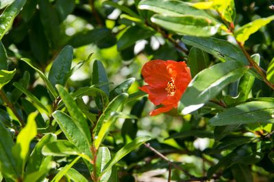 Flower On Pomegranate Tree