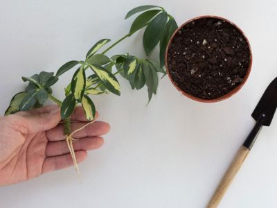 Hand Holding A Schefflera Plant Cutting Next To A Pot Full Of Soil