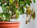 Indoor Potted Plant With Gardenia Disease