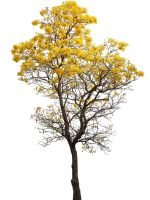 Tall Yellow Leaved Tabebuia Tree
