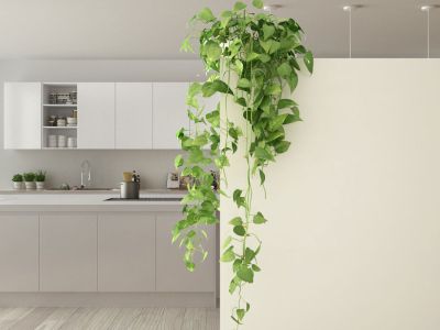Indoor Potted Vine Plant