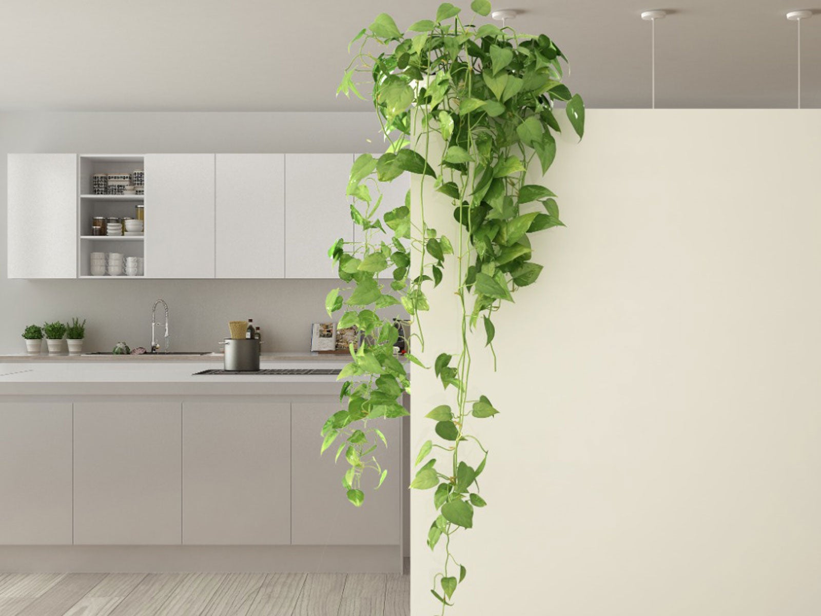 indoor climbing plants - how to grow climbing houseplants