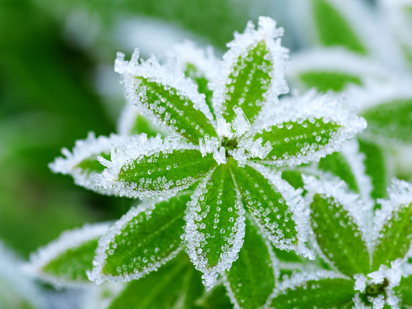 Can You Save A Plant That Has Been Frozen: What To Do For Freeze Damaged Plants