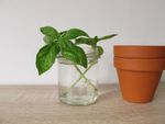 Herb Plant Rooting In Jar Of Water
