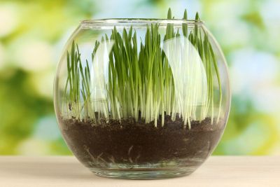 Glass Potted Grass Plant
