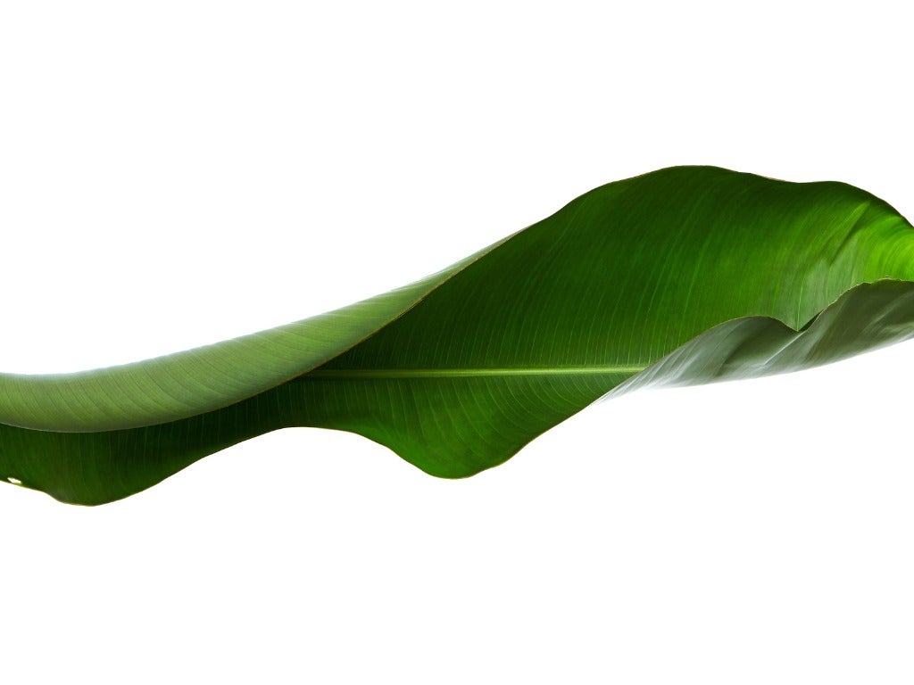 Curling Leaves On Bird Of Paradise Why Are Leaves