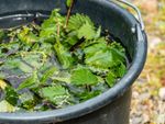 Bucket Of Water Filled With Nettles To Make Fertilizer