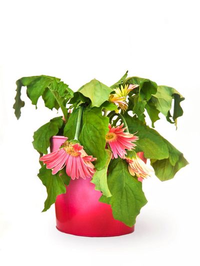 Wilting Plant In A Pink Container
