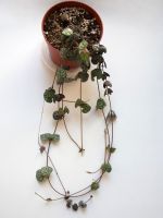 Indoor Potted Rosary Vines
