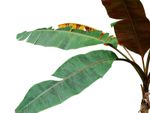 Large Houseplant Leaves Splitting And Cracking