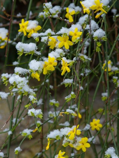 Yellow Jasmine Plants Covered In Snow