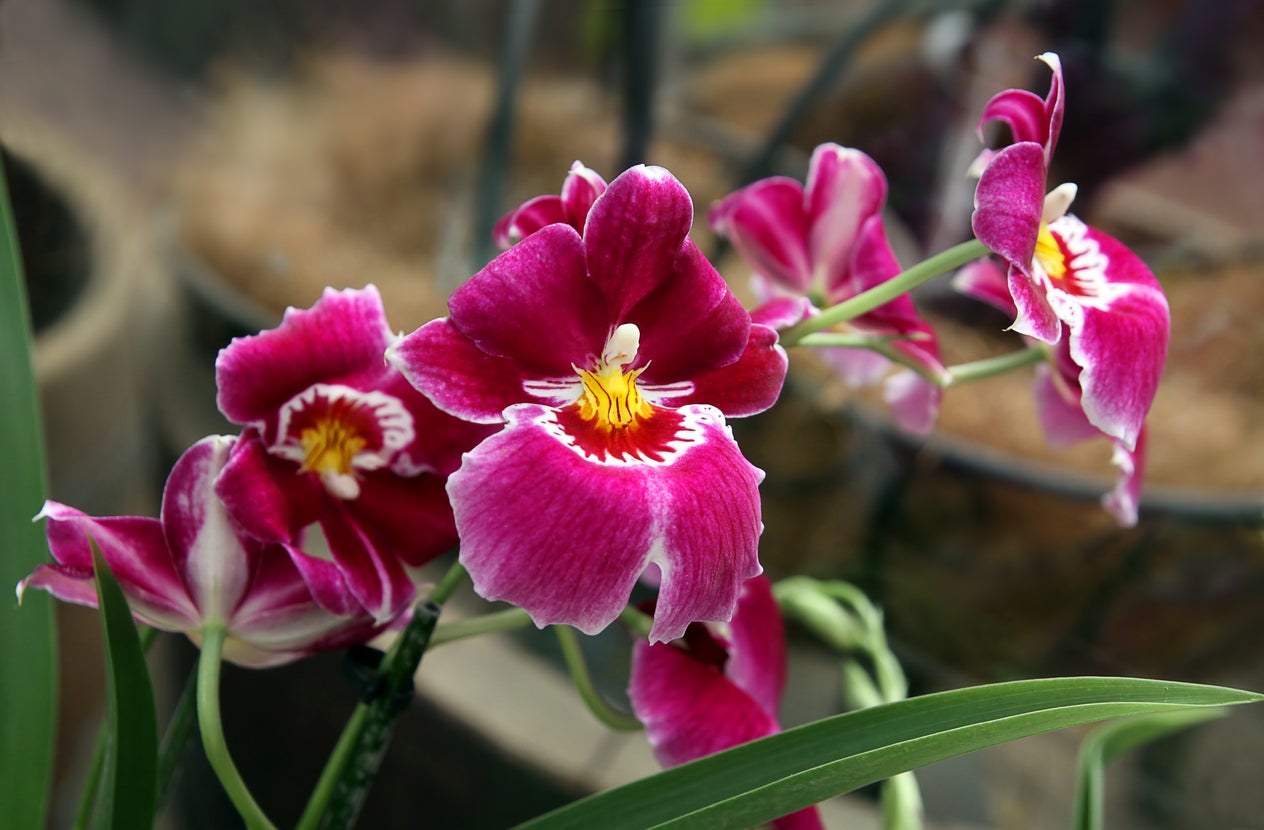 Starostlivosť o rastliny orchidey Miltonia