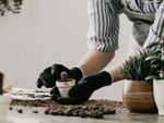 Gardener Planting Tiny Cactus In Small Pot