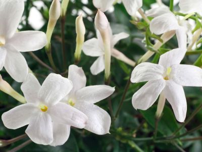 White Flowered Jasmine Plant
