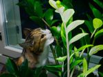 Cat Eating An Indoor Houseplant