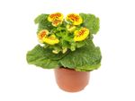 Small Potted Calceolaria Plant