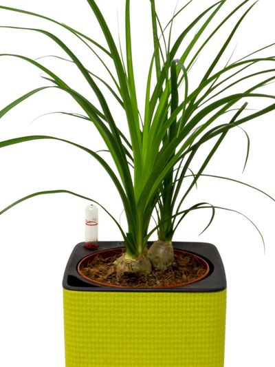 Potted Ponytail Palm