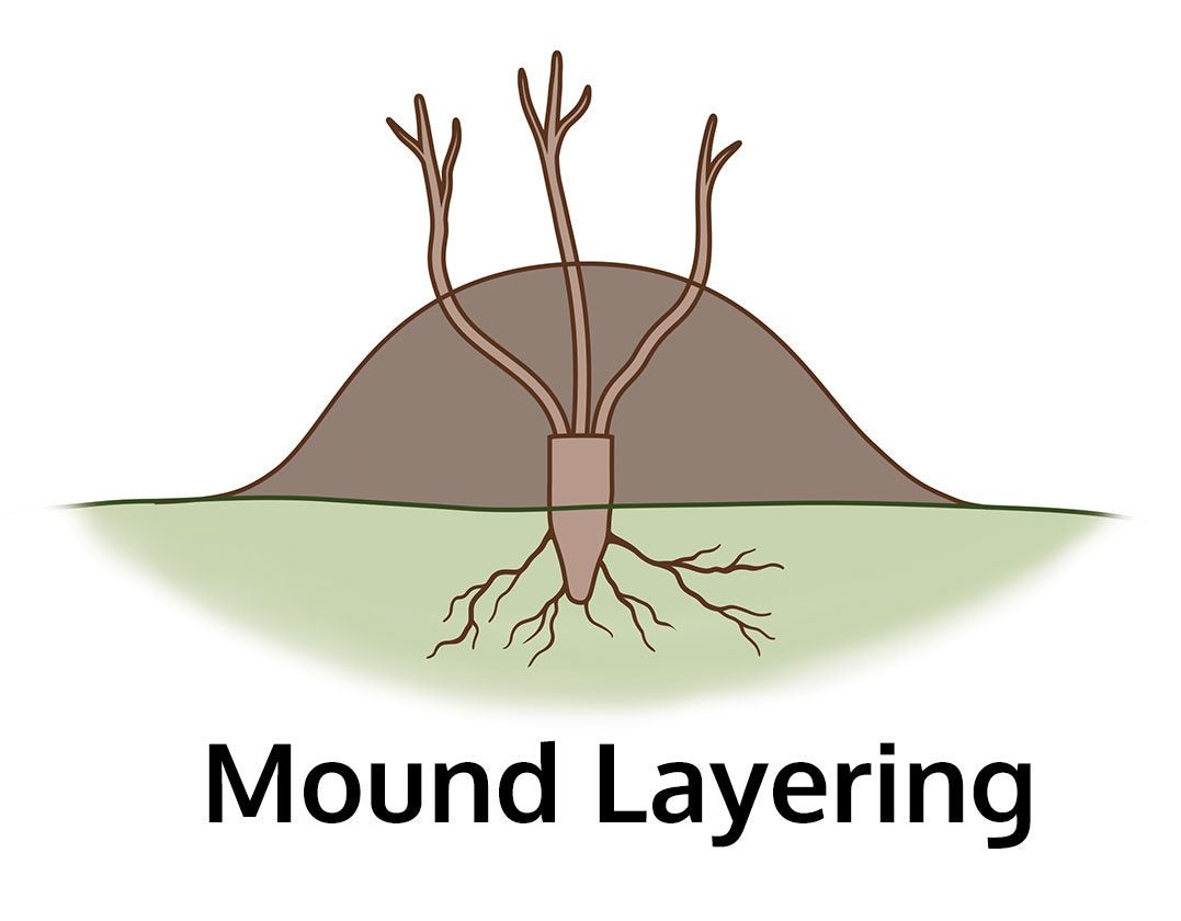 https://www.gardeningknowhow.com/wp-content/uploads/2014/03/Mounding.jpg