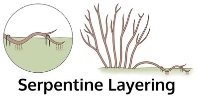 Serpentine layering