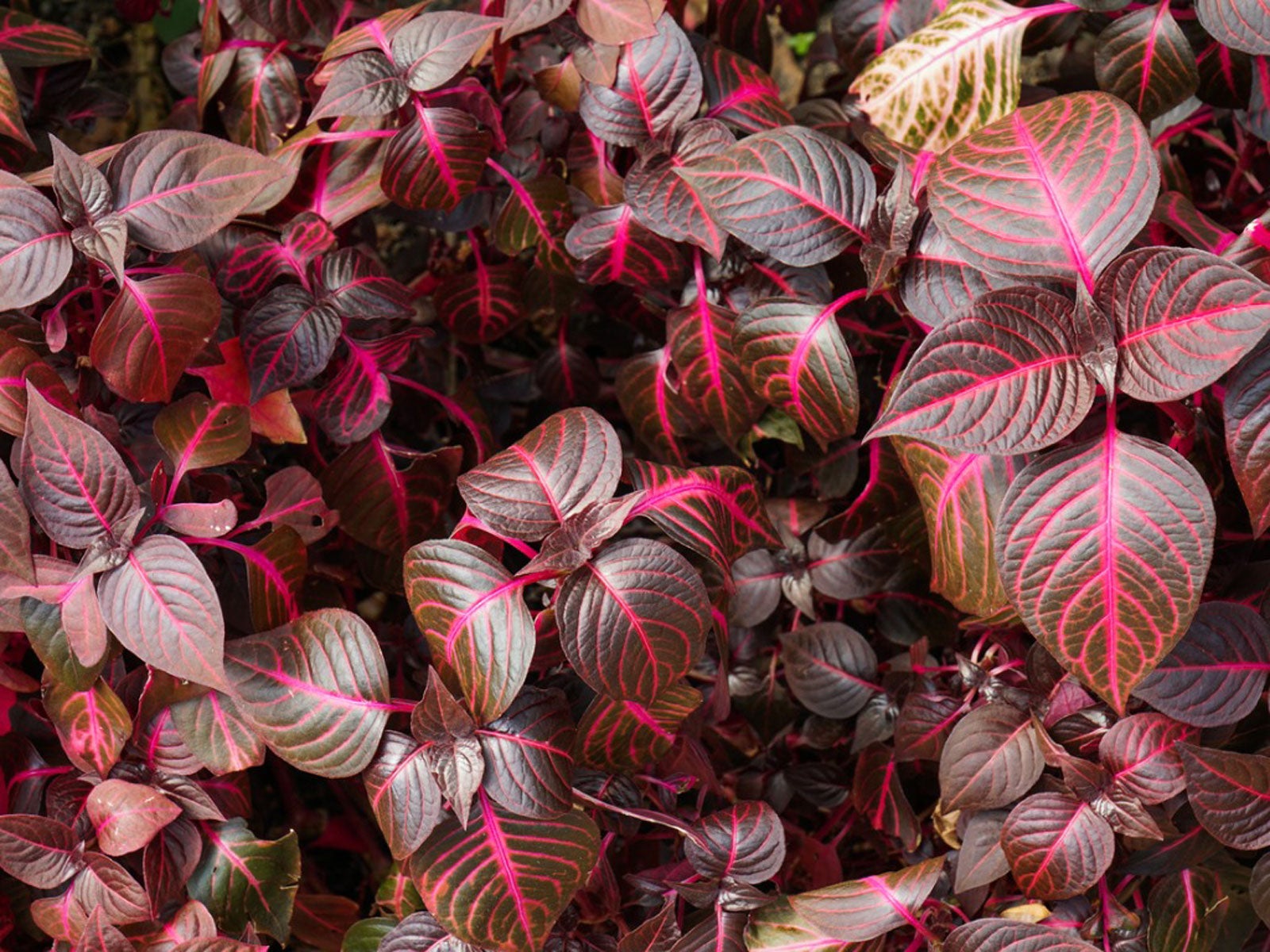 Iresine Plant Info   Learn About Growing Bloodleaf Plants