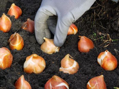 Gardener Planting Bulbs Tips Up In Soil