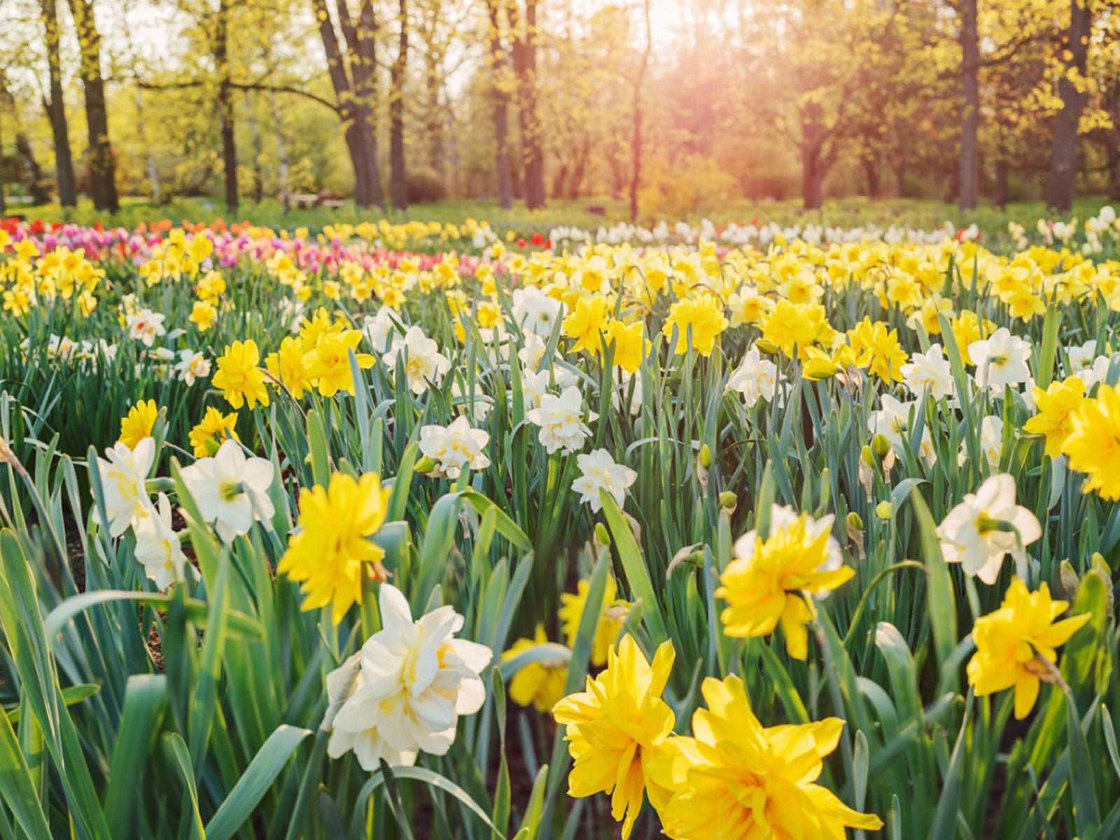 Field Of Wild Daffodils