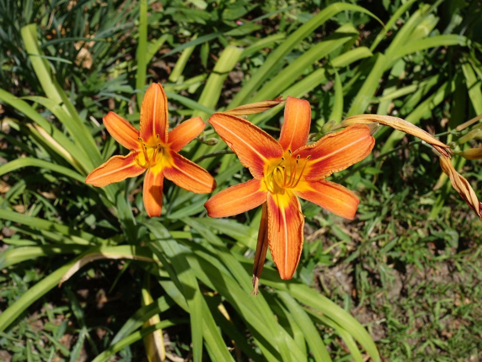 my daylily is out of control - how to get rid of daylilies