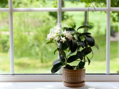 Indoor Potted Jasmine Plant On Windowsill