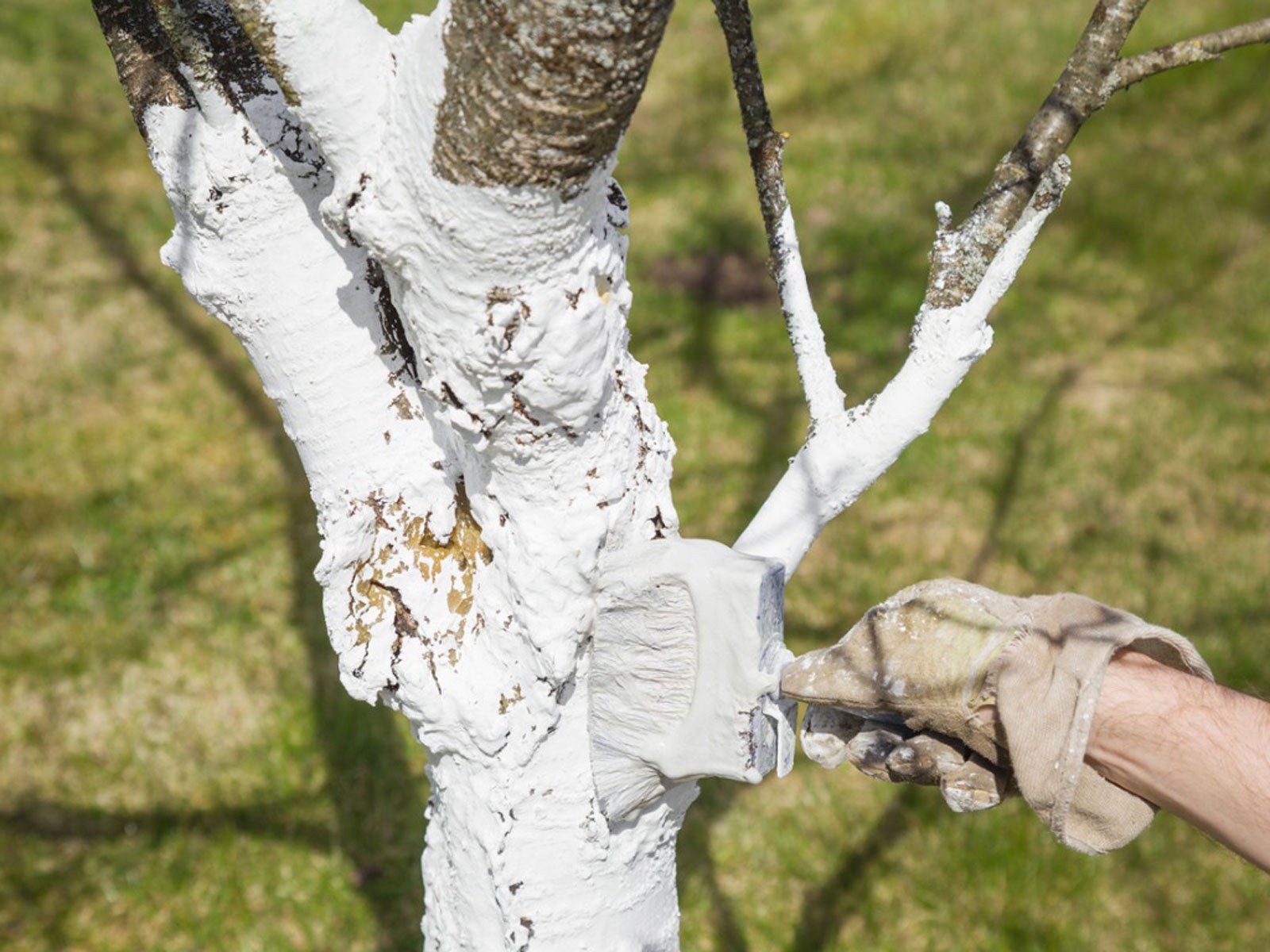 White Tree Trunk Paint - Why Do People Paint Trees White