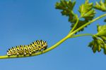 Caterpillar On The Stem Of A Parsley Plant
